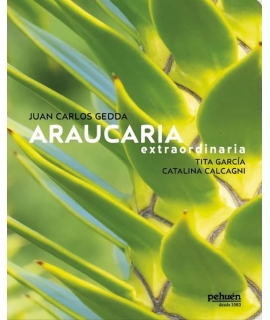 ARAUCARIA EXTRAORDINARIA